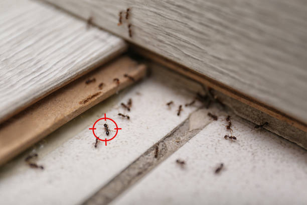 Trusted Auburndale, FL Pest Control Experts