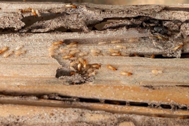 Best Cockroach Control Services  in Auburndale, FL