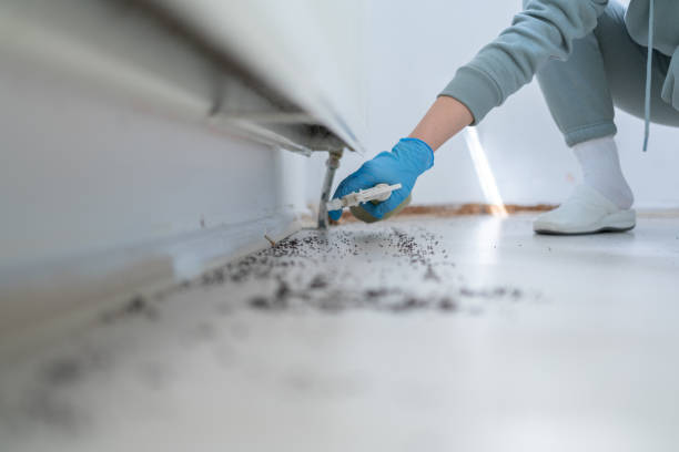 Best Wasp Removal Services  in Auburndale, FL